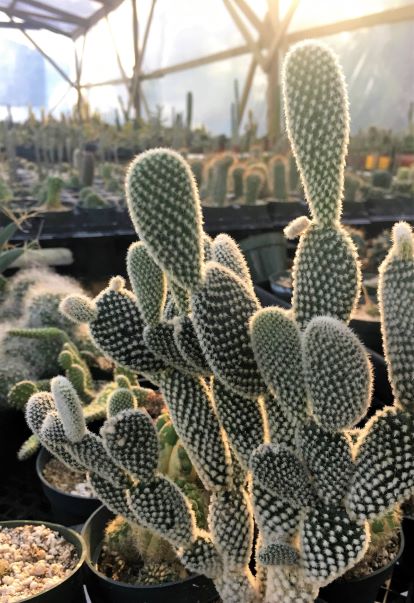 Opuntia microdasys var. Albispina | The Cactus King